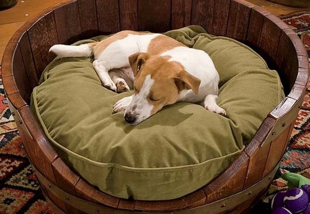 Dog beds provide your pet